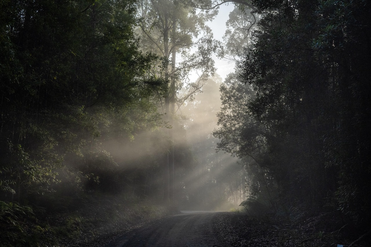 A sealed two-lane road running through Australian bushland under a clear sky